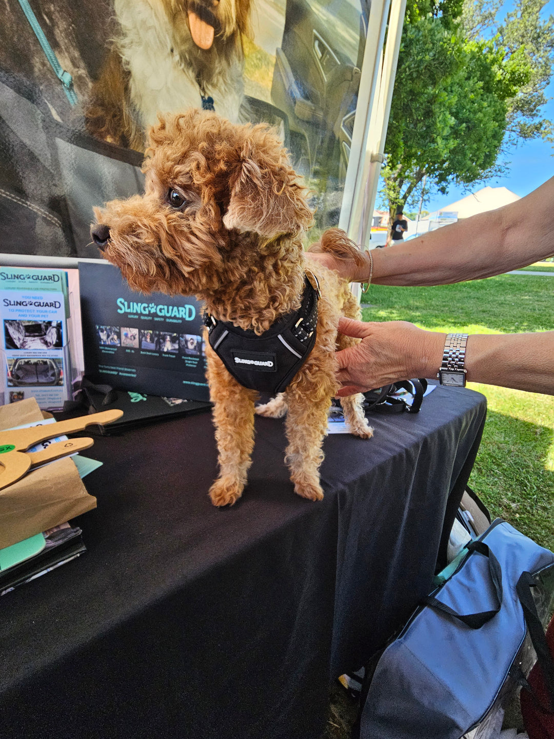 2 in 1 Car Safety and Walking Harness