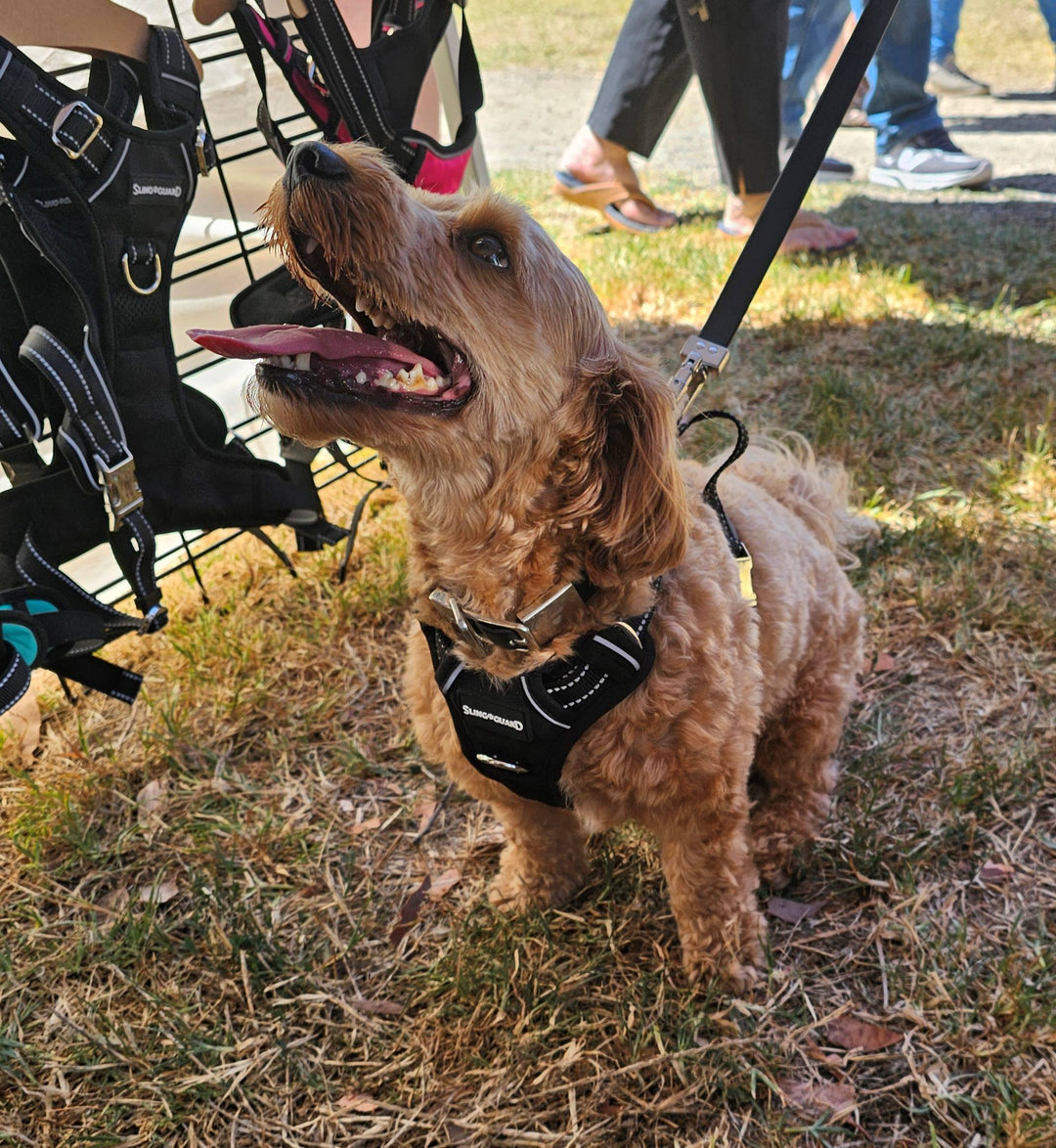 2 in 1 Car Safety and Walking Harness