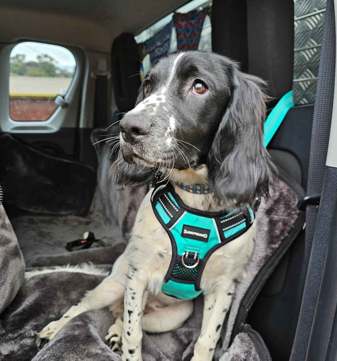 2 in 1 Car Safety and Walking Harness