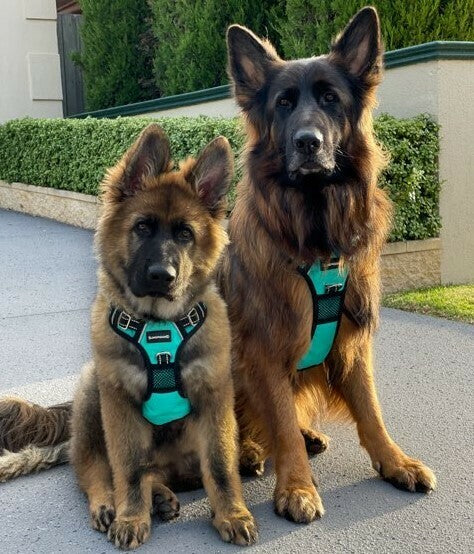 STRONG FOR LARGE AND SMALL DOGS