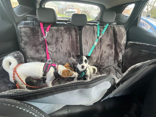 2 in 1 Car Safety and Walking Harness