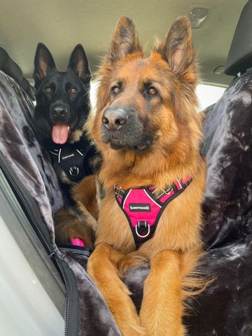 2 in 1 Car Safety and Walking Harness